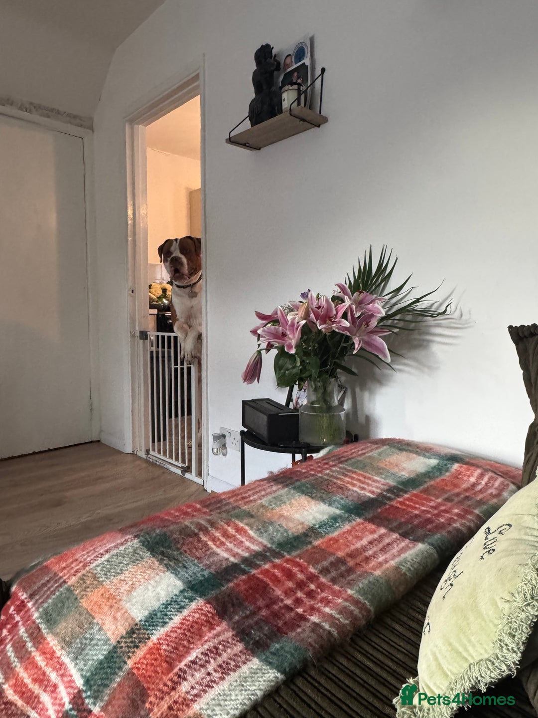 Mixed Breed dogs for sale: Boysie - Advert 24