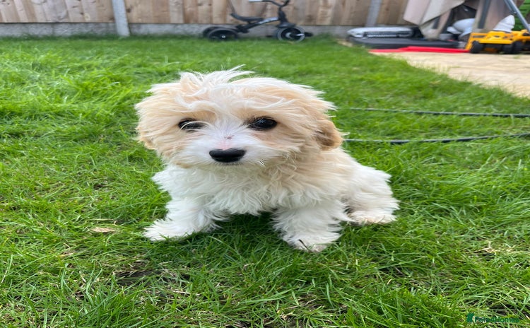 Cavachon dogs - Advert 1