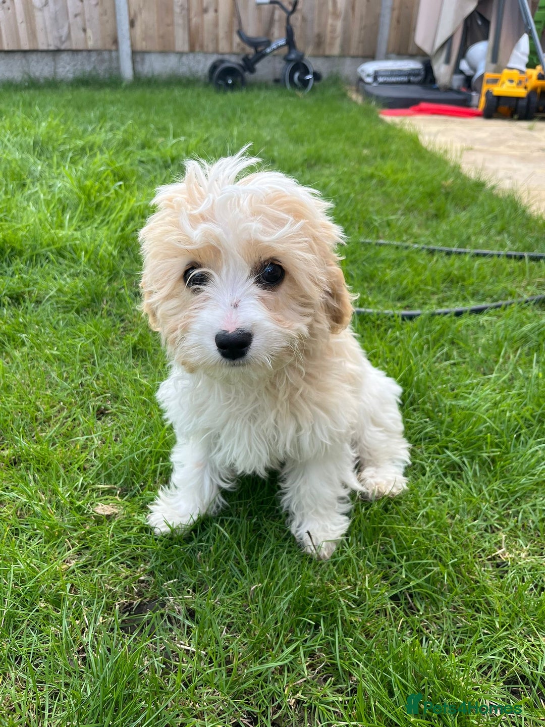 Cavachon dogs for sale: Cavachon Puppies 🐾🐶 1 GIRL LEFT REDUCED - Image 1