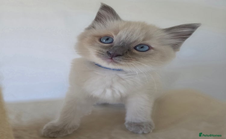 Ragdoll cats - Advert 4