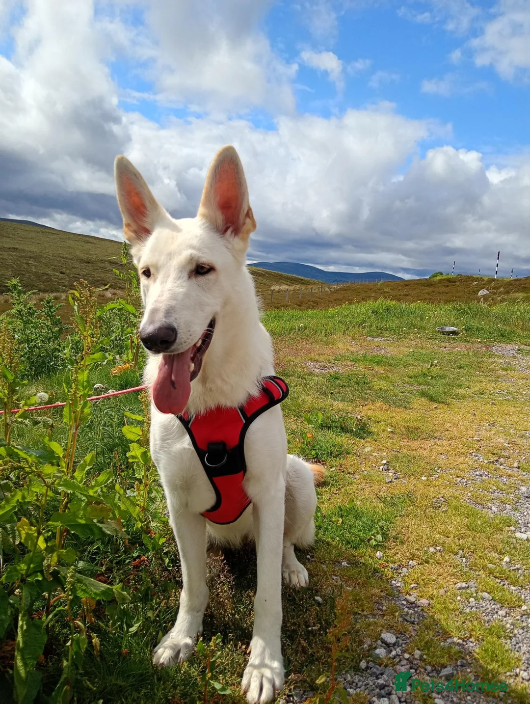 Shepsky dogs for sale: Gerberian Shepsky Puppies - Advert 2