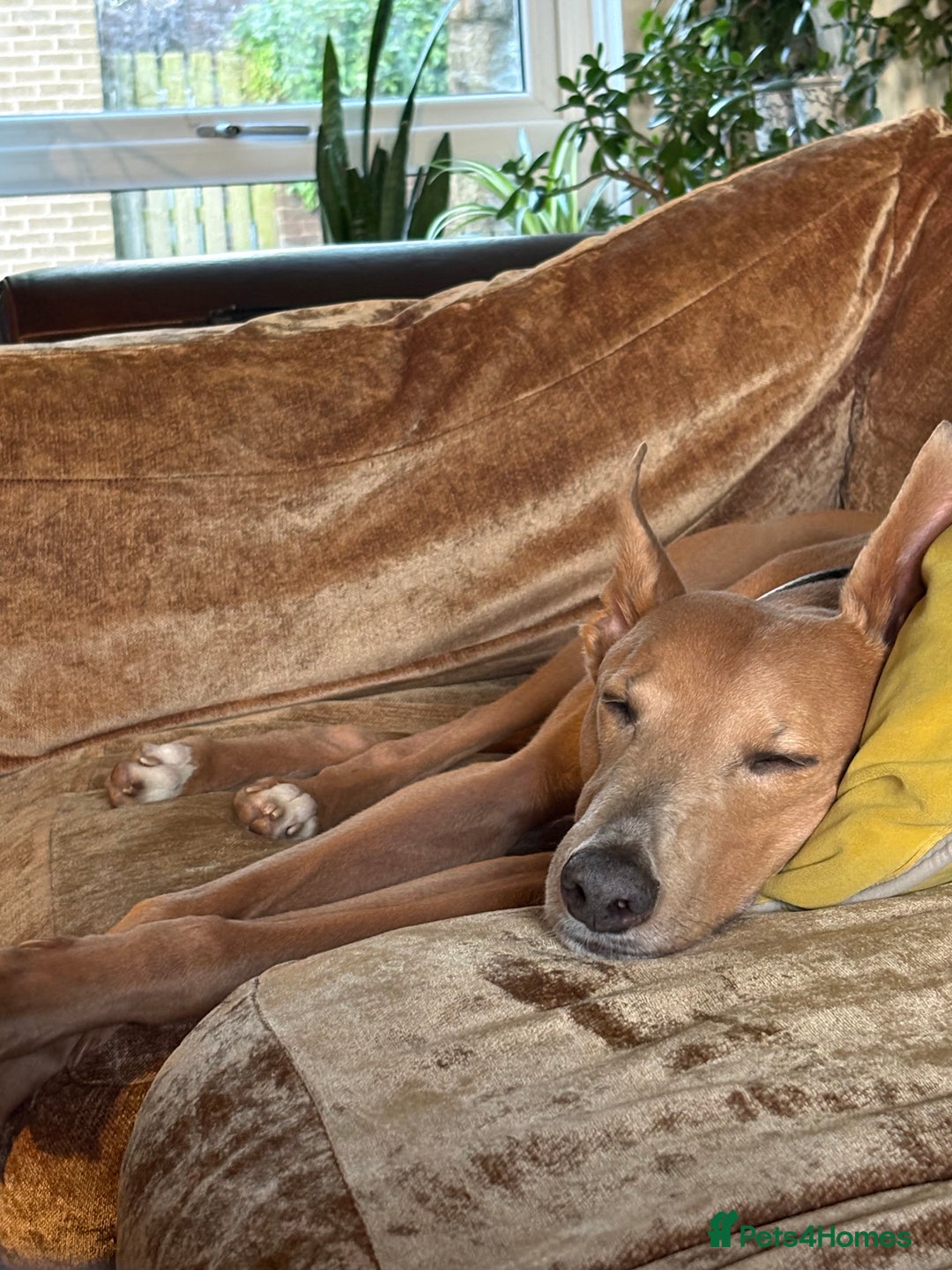 Mixed Breed dogs for sale: Rehoming 8 year old lurcher x greyhound - Advert 1