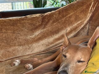 Mixed Breed dogs Rehoming 8 year old lurcher x greyhound - Advert 14