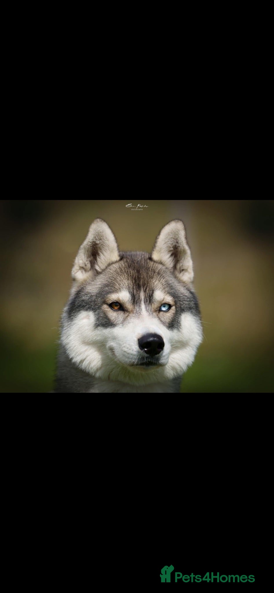 Siberian Husky dogs Unbelievable KC Registered Puppies - Advert 6