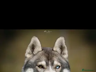 Siberian Husky dogs Unbelievable KC Registered Puppies - Advert 6