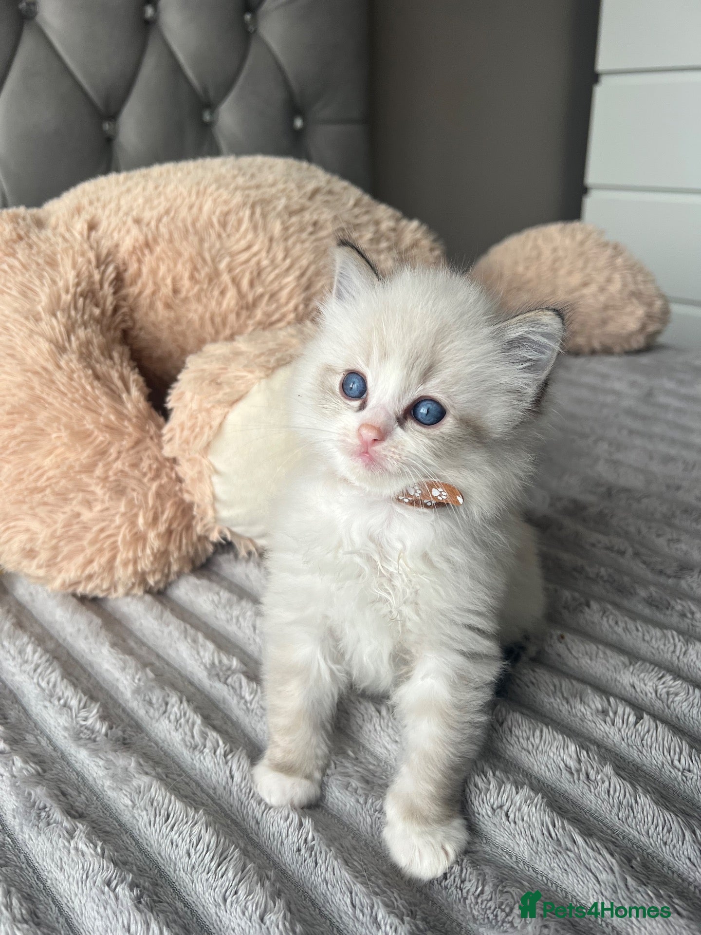 Ragdoll cats Registered Ragdoll Kittens for sale - Advert 1