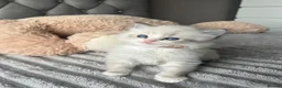 Ragdoll cats for sale: Registered Ragdoll Kittens for sale - Advert 1