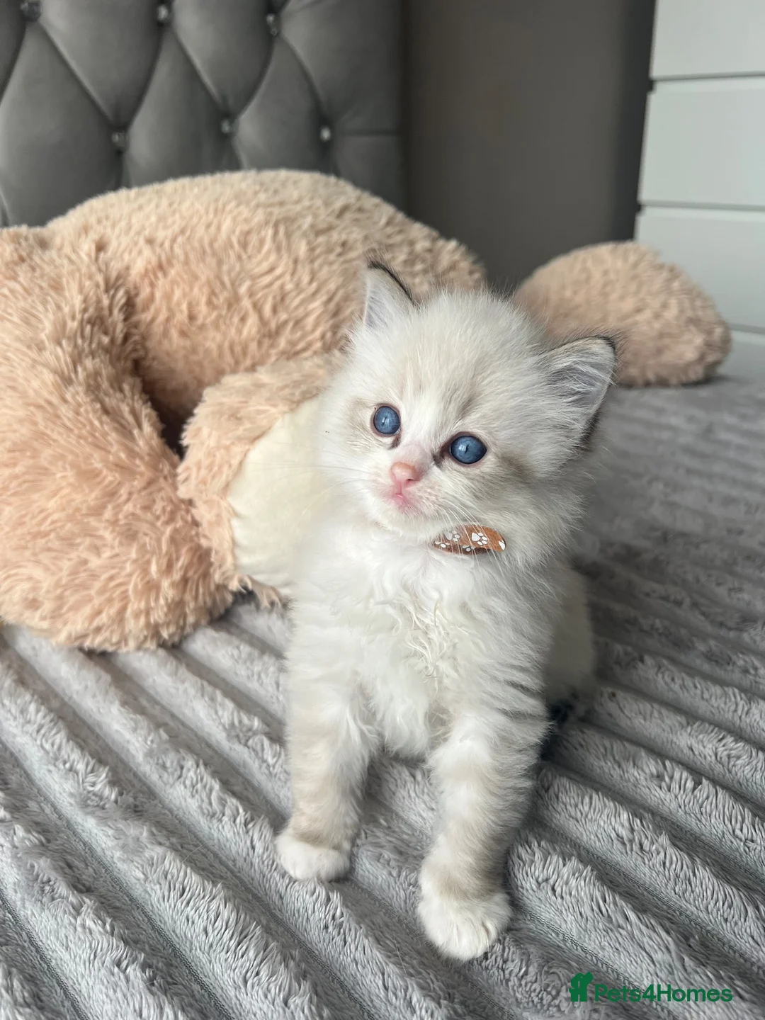 Ragdoll cats for sale: Registered Ragdoll Kittens for sale - Advert 1