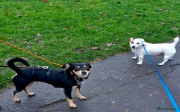 Mixed Breed dogs for adoption: Sweet Sophie  - Advert 3