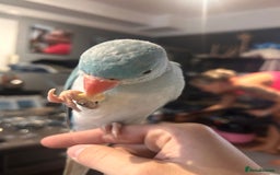 Ringnecks birds for sale: Gorgeous Male HandReared Blue Indian Ringneck £550 - Image 2