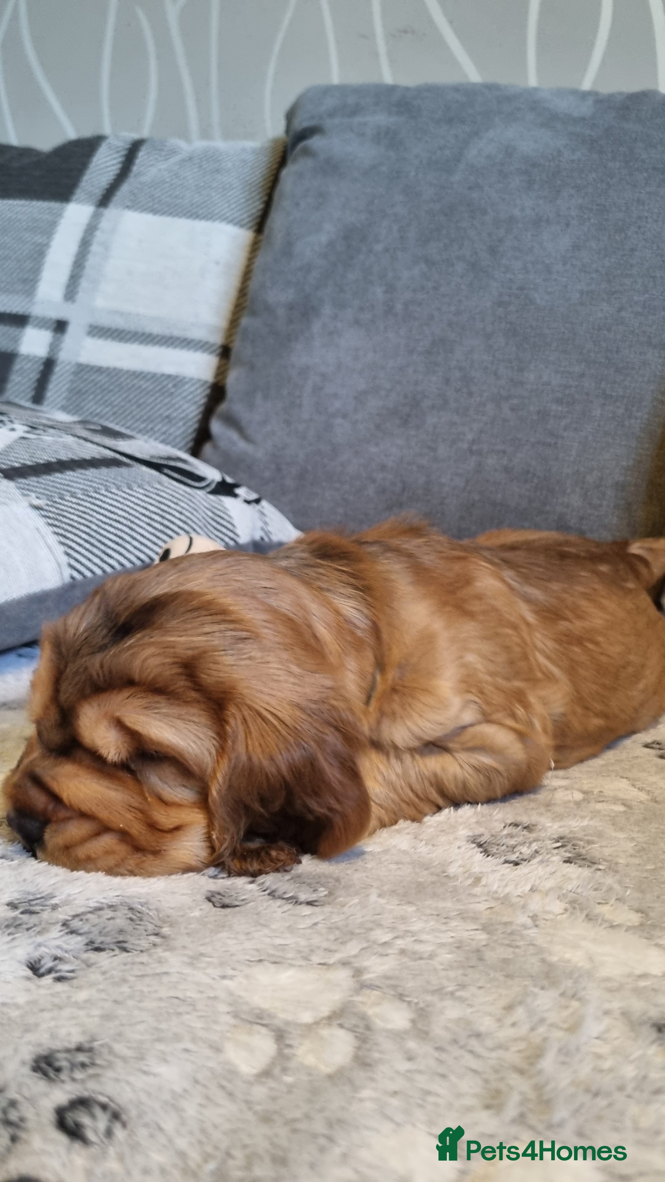 Cocker Spaniel dogs for sale: 🐾 Beautiful Show Type Cocker Spaniel Puppies - Advert 22