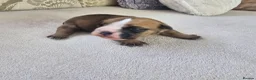 English Bulldog dogs for sale: British bulldog pups in Ammanford - Advert 40