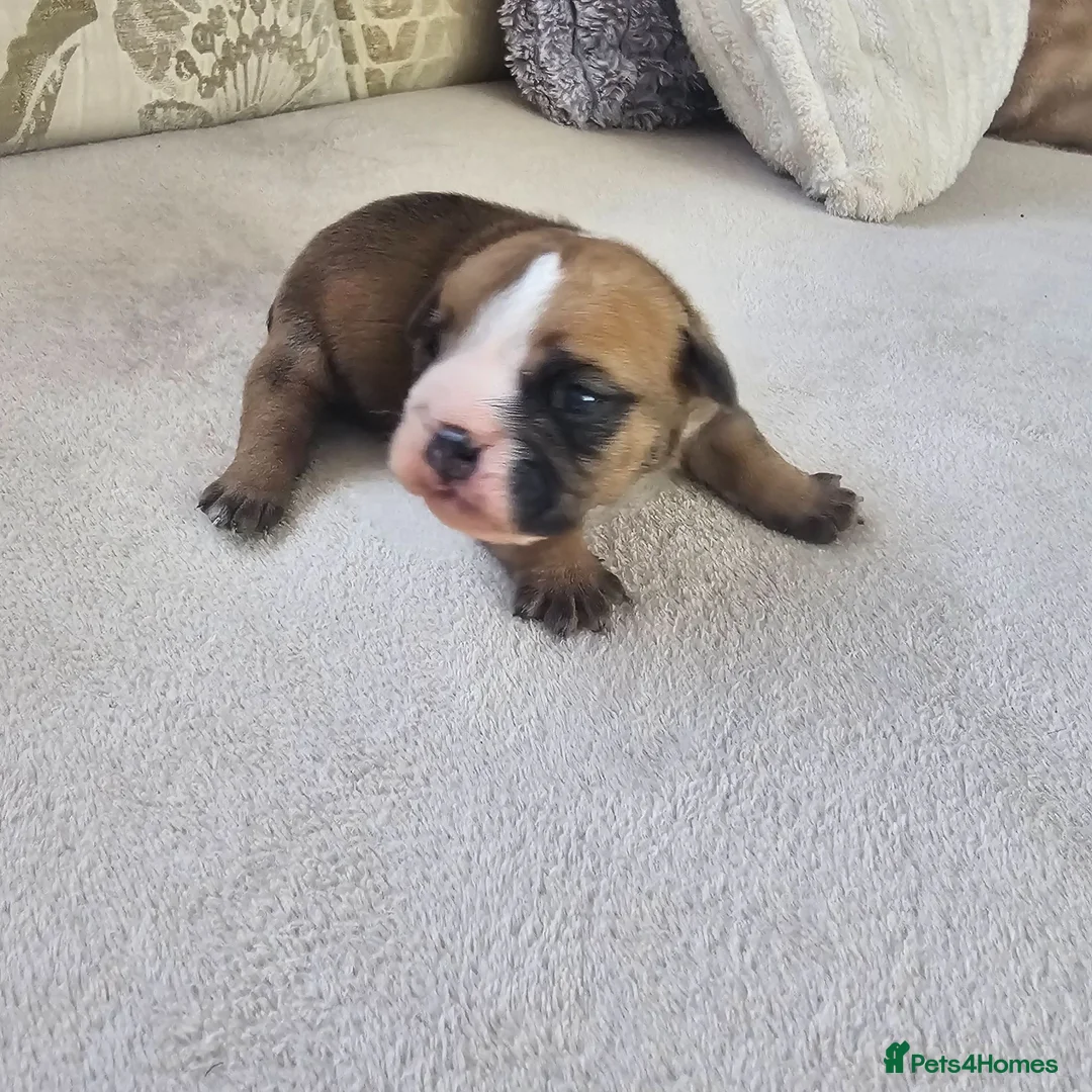 English Bulldog dogs for sale: British bulldog pups in Ammanford - Advert 40