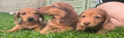 Miniature Dachshund dogs for sale: Red long hair miniature daschund puppies - Advert 6