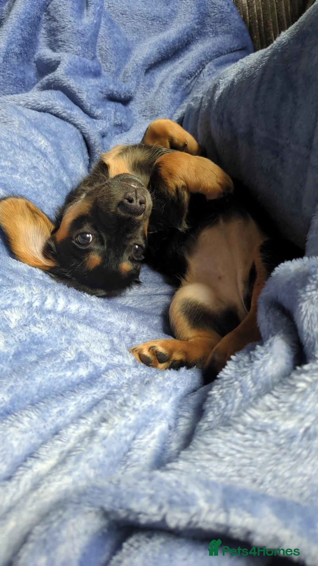 Dachshund dogs for sale: Dachshund intact female  in Bacup - Advert 5