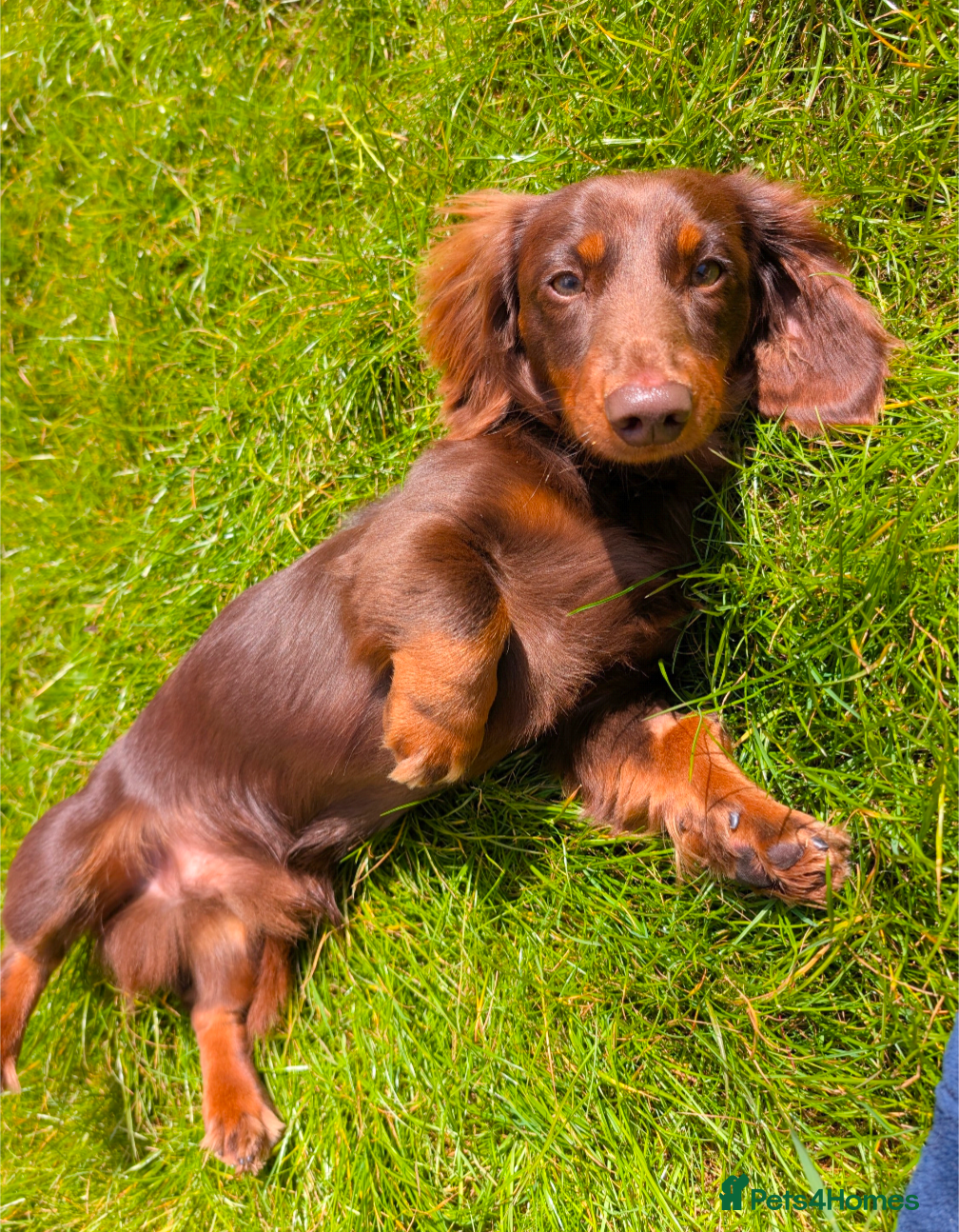 Miniature Dachshund dogs Kc registered Long-haired mini dachshund stud - Advert 11