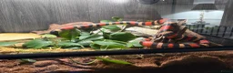 Mixed Breed reptiles for sale: Complete Reptile Setups for Sale with reptile - Advert 6