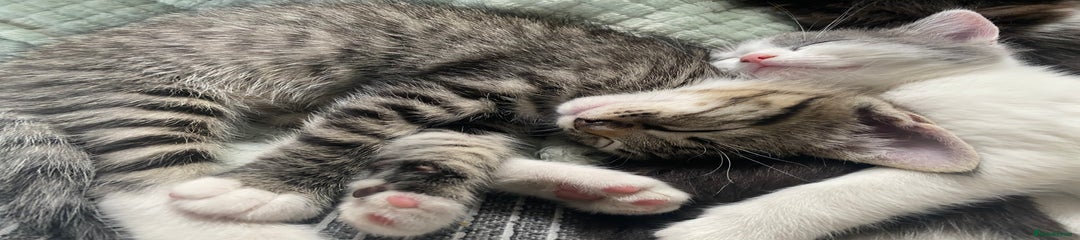 RagaMuffin Kitten 2