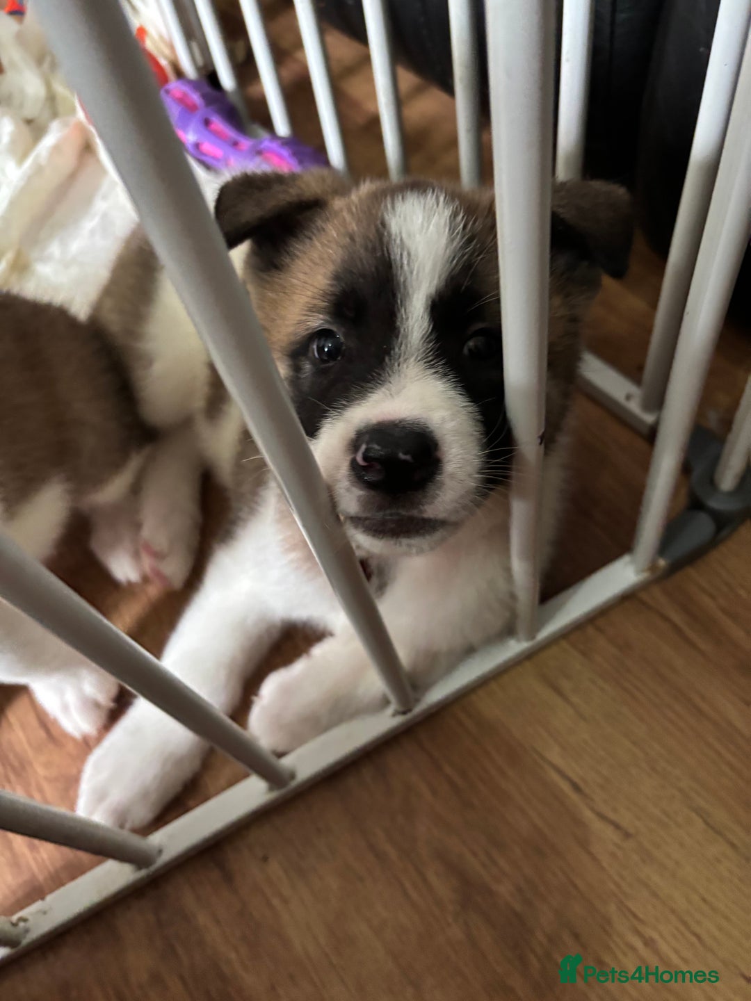Akita dogs for sale: American akita Female bitches  - Image 19