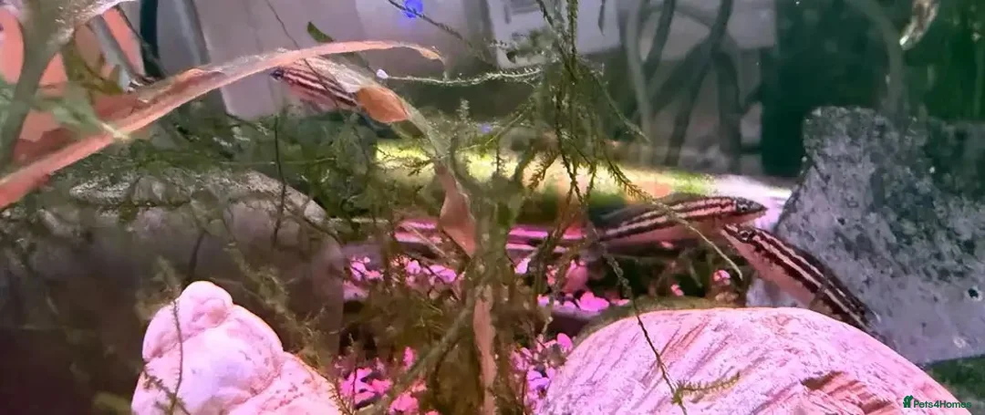 Cichlids fish for sale: Julidochromis life fish  - Advert 1