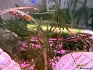 Cichlids fish Julidochromis life fish - Advert 20