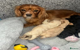 Cavapoo dogs for sale: Beautiful F1 Cavapoo Puppies  - Image 33