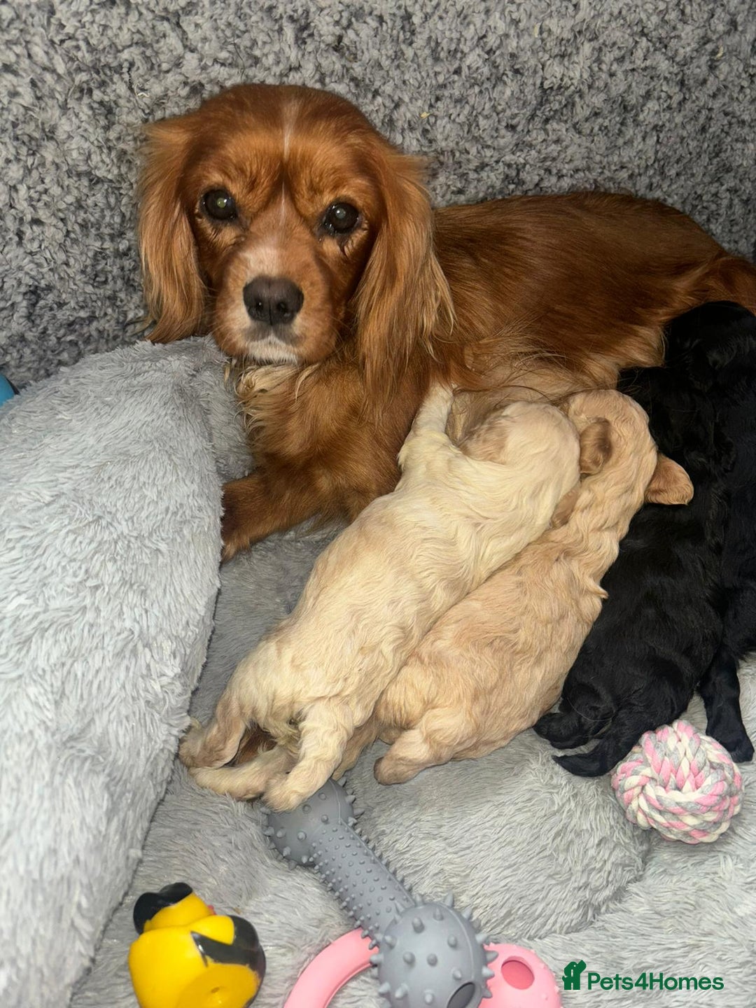 Cavapoo dogs for sale: Beautiful F1 Cavapoo Puppies  - Image 33