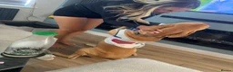 Mixed Breed dogs for stud: Lincoln in Thornton-Cleveleys - Advert 3
