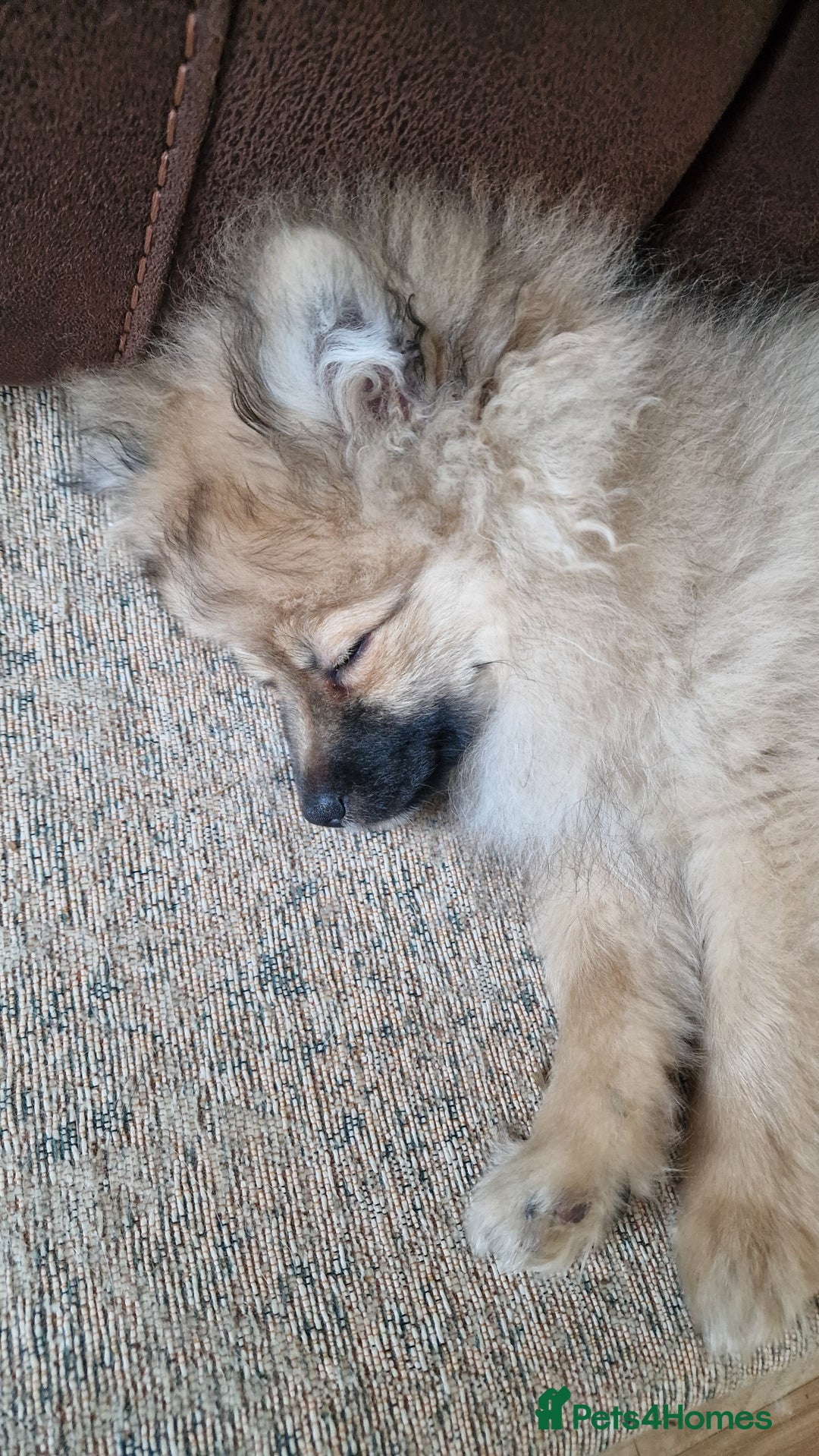 Pomeranian dogs for sale: Pomeranian kc registered boy pup, last in litter - Advert 2