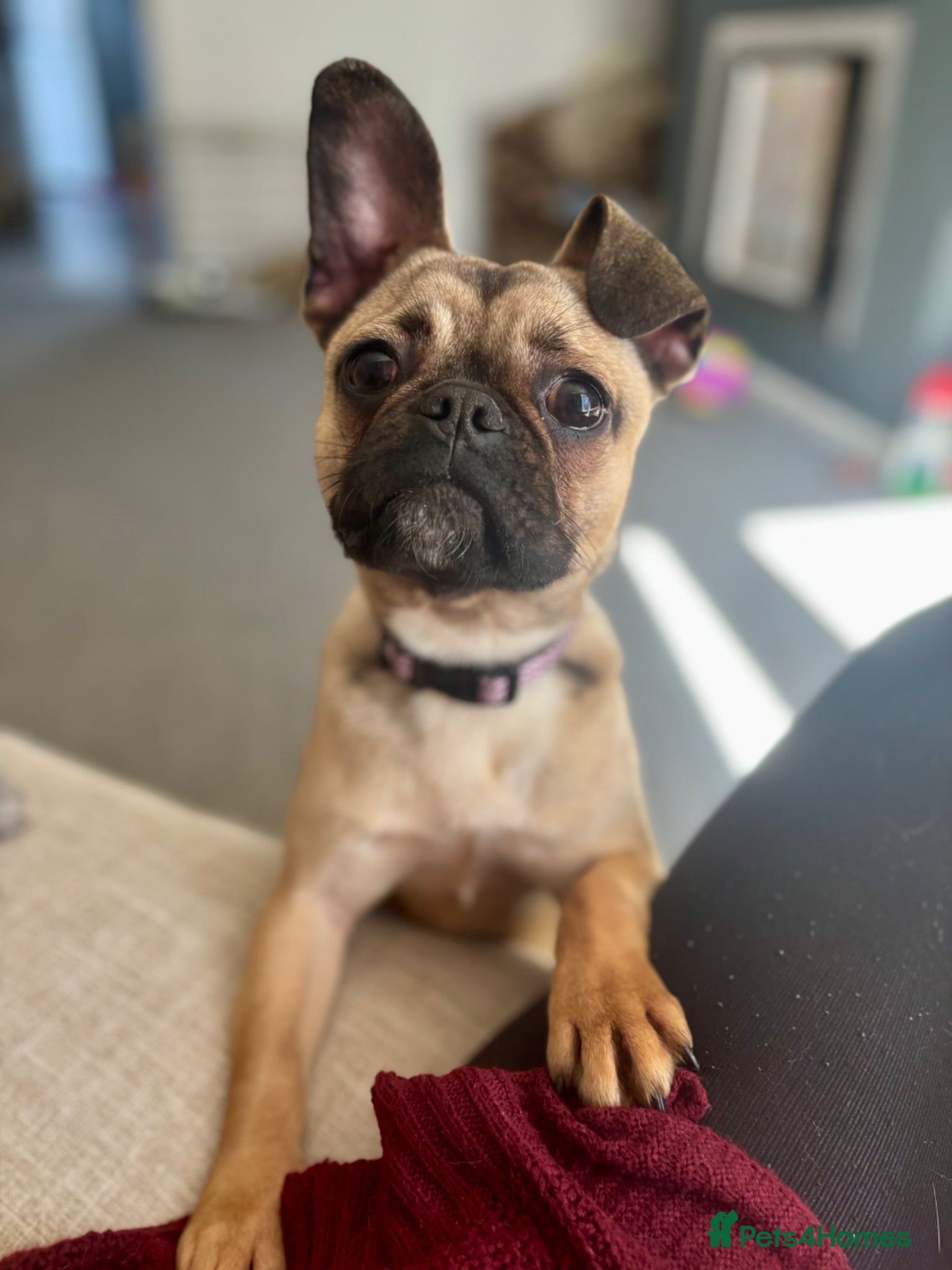 Mixed Breed dogs 8 month old pup for sale.  - Advert 1