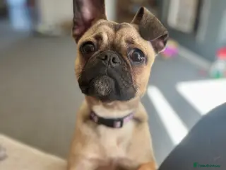 Mixed Breed dogs 8 month old pup for sale. - Advert 1