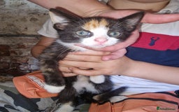 Mixed Breed cats for sale: Kittens ready now - Image 6