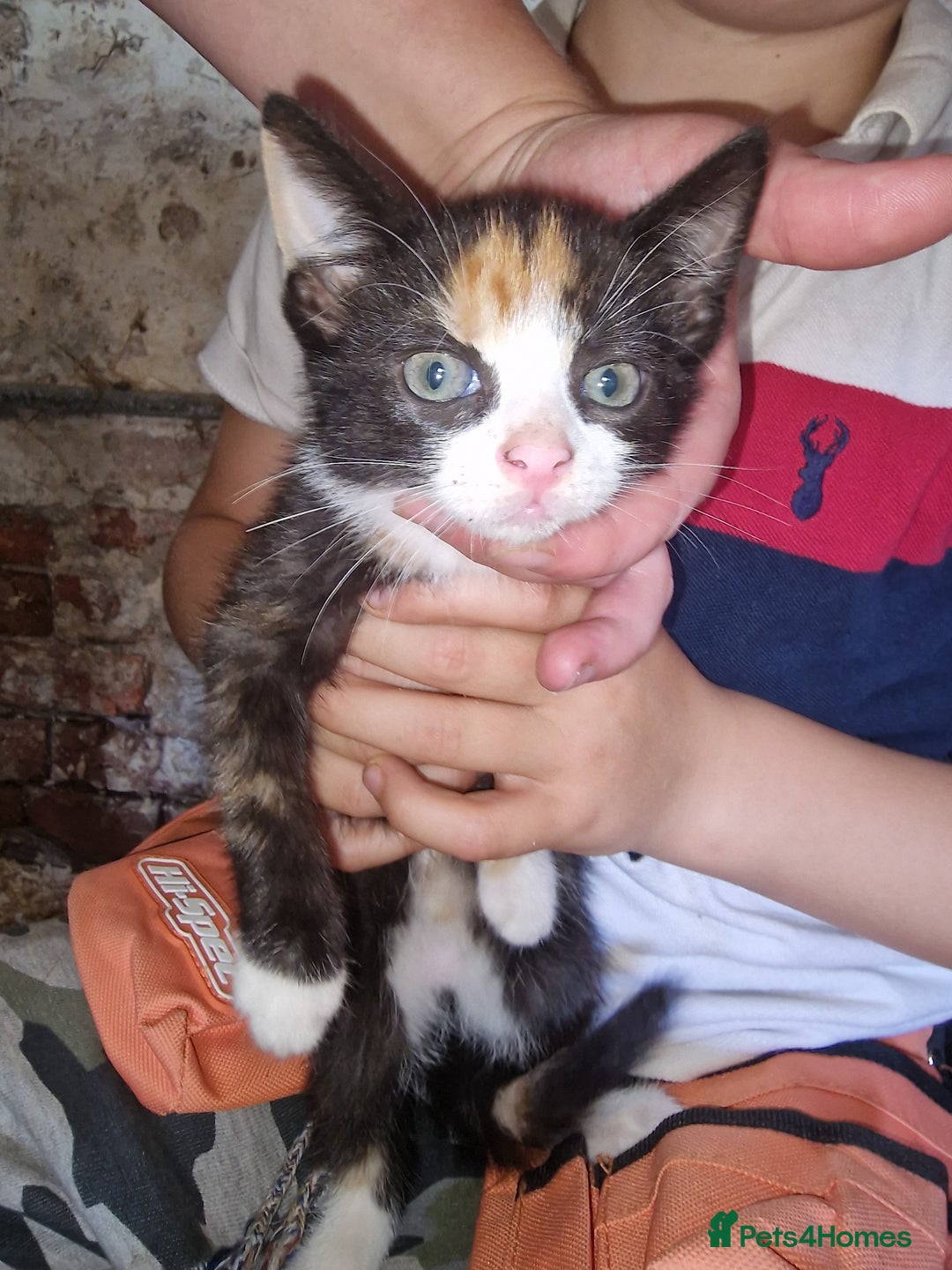 Mixed Breed cats for sale: Kittens ready now - Image 6