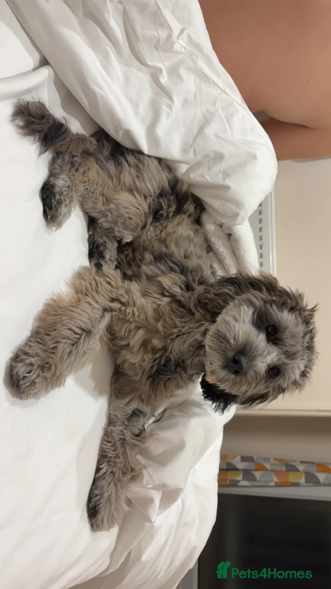 Cockapoo dogs for sale: merle cocapoo  - Advert 5