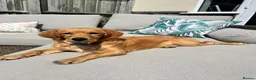 Mixed Breed dogs for sale: Honey - Beautiful Cavapoochon girl in Tonbridge - Advert 1
