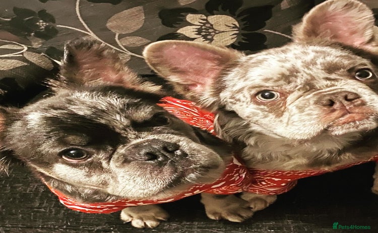 French Bulldog dogs - Advert 13