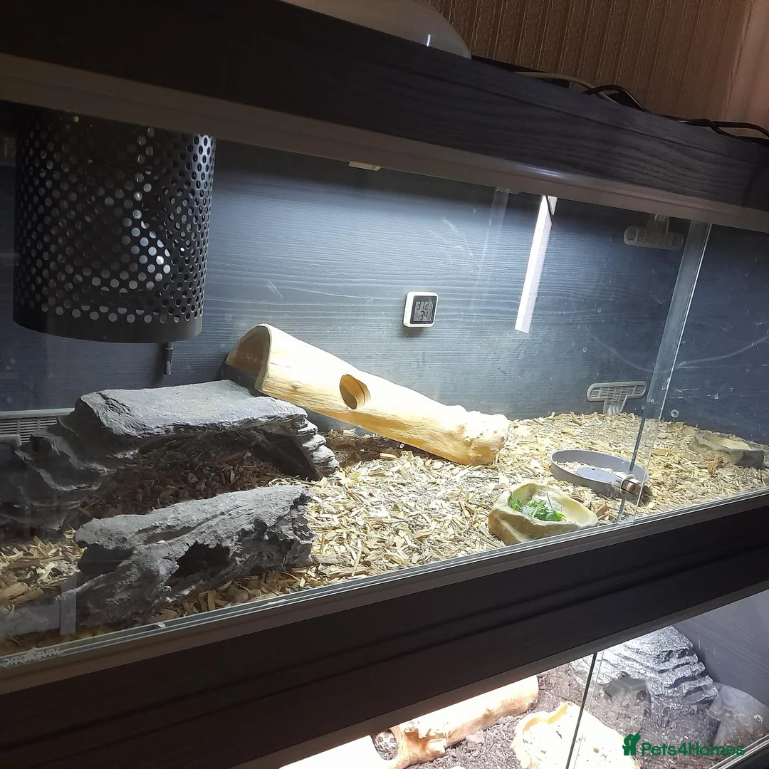 Lizard reptiles for sale: Moroccan Uromasty  - Advert 1