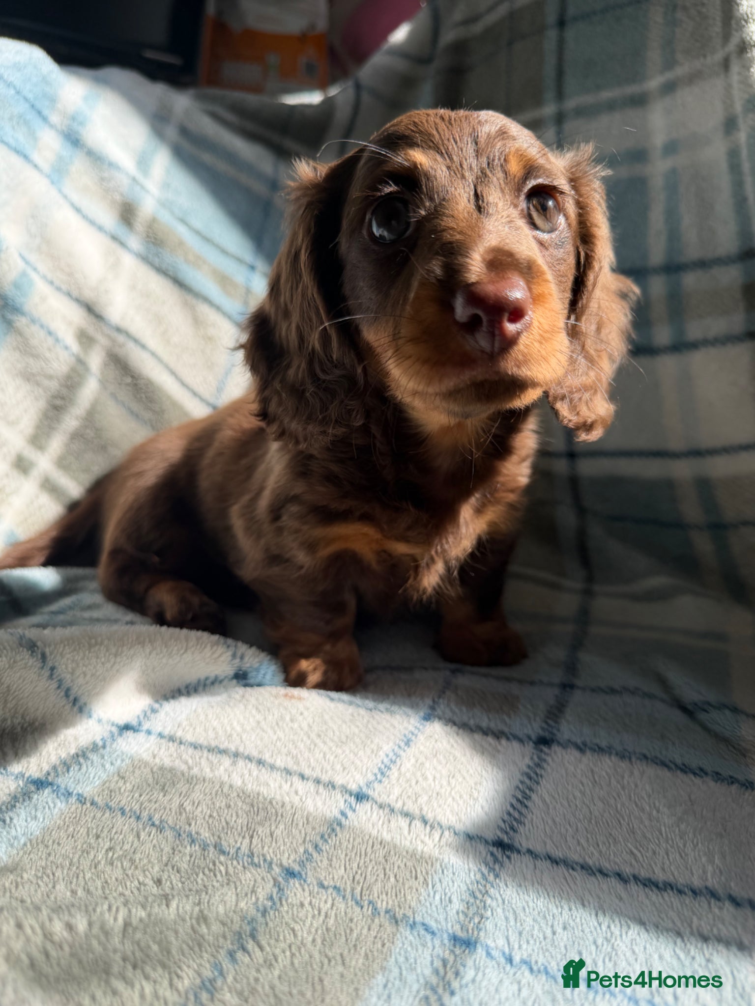 Dachshund dogs for sale: Miniature Dachshund Puppies  - Advert 19