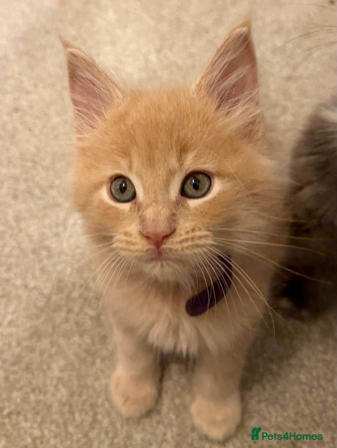 Maine Coon cats for sale: TICA Registered Maine Coon Kittens - Advert 5