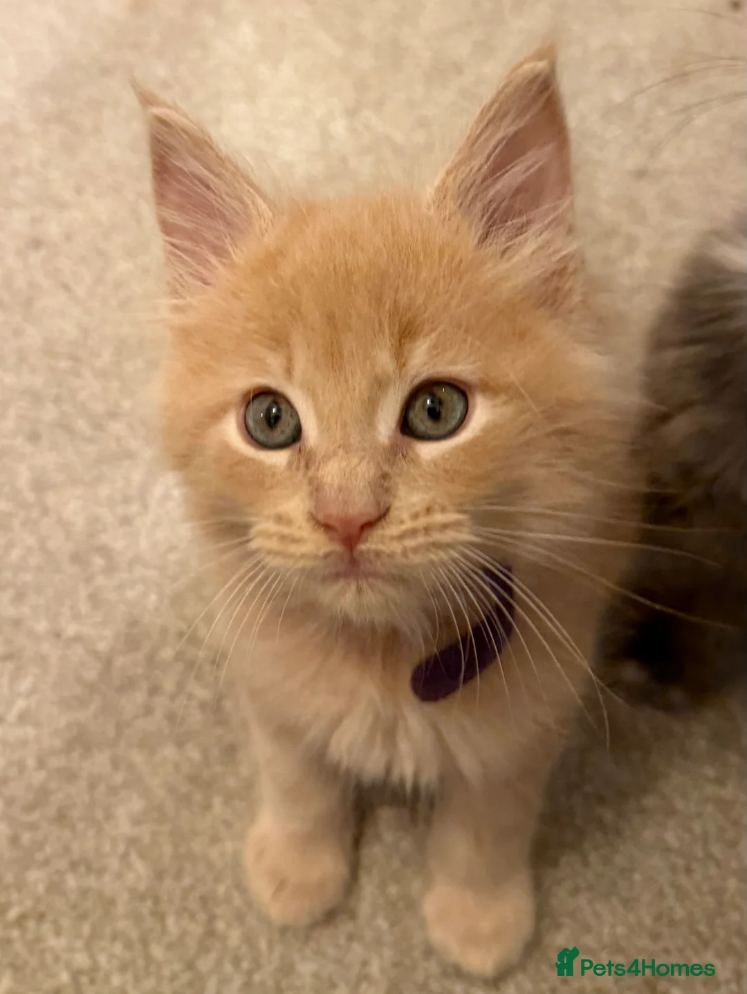 Maine Coon cats for sale: TICA Registered Maine Coon Kittens - Advert 4