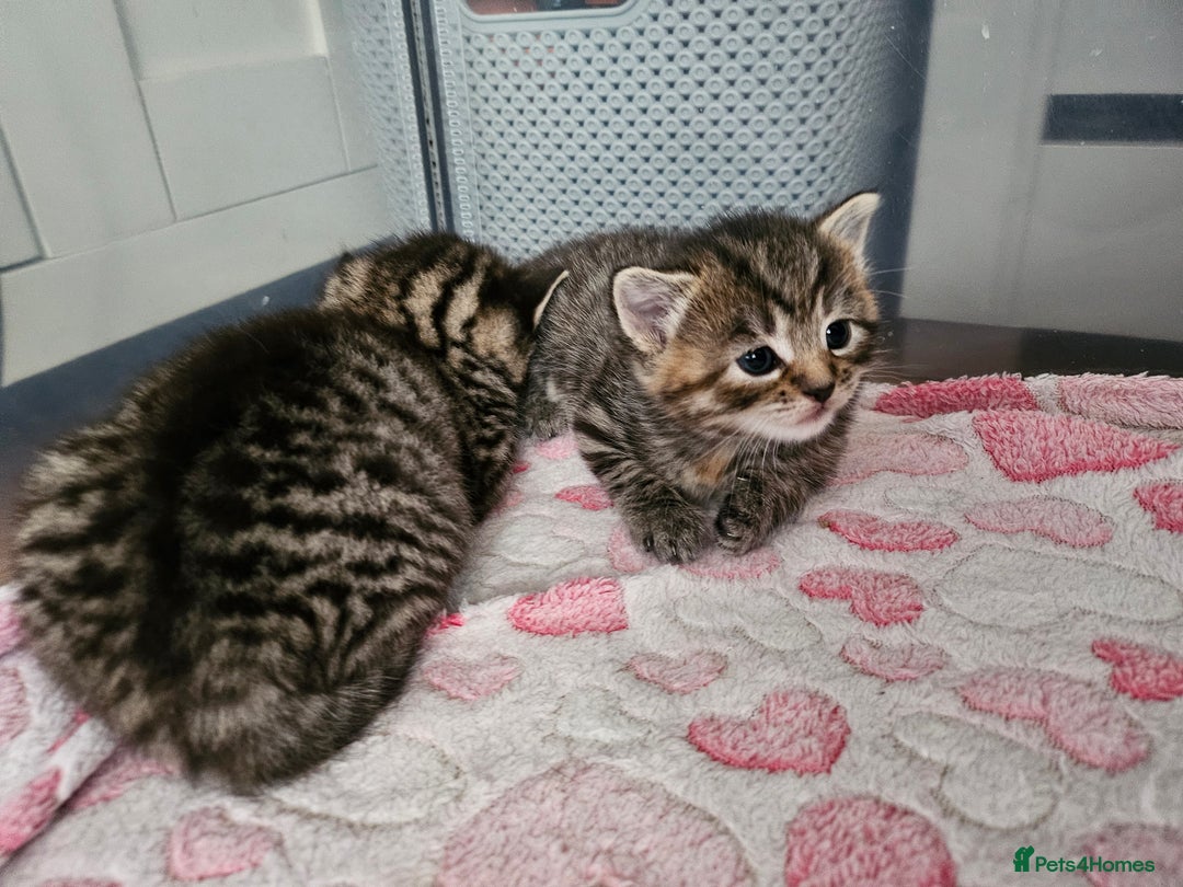 European cats for sale: 4 beautiful kittens looking for the New 🤎 home  - Image 26
