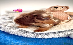 Miniature Dachshund dogs for sale: Pick of litter Choc & tan longhair miniature ⭐️   - Image 2