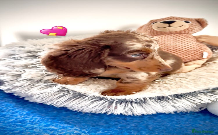 Miniature Dachshund dogs - Advert 2