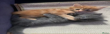 Maine Coon 3