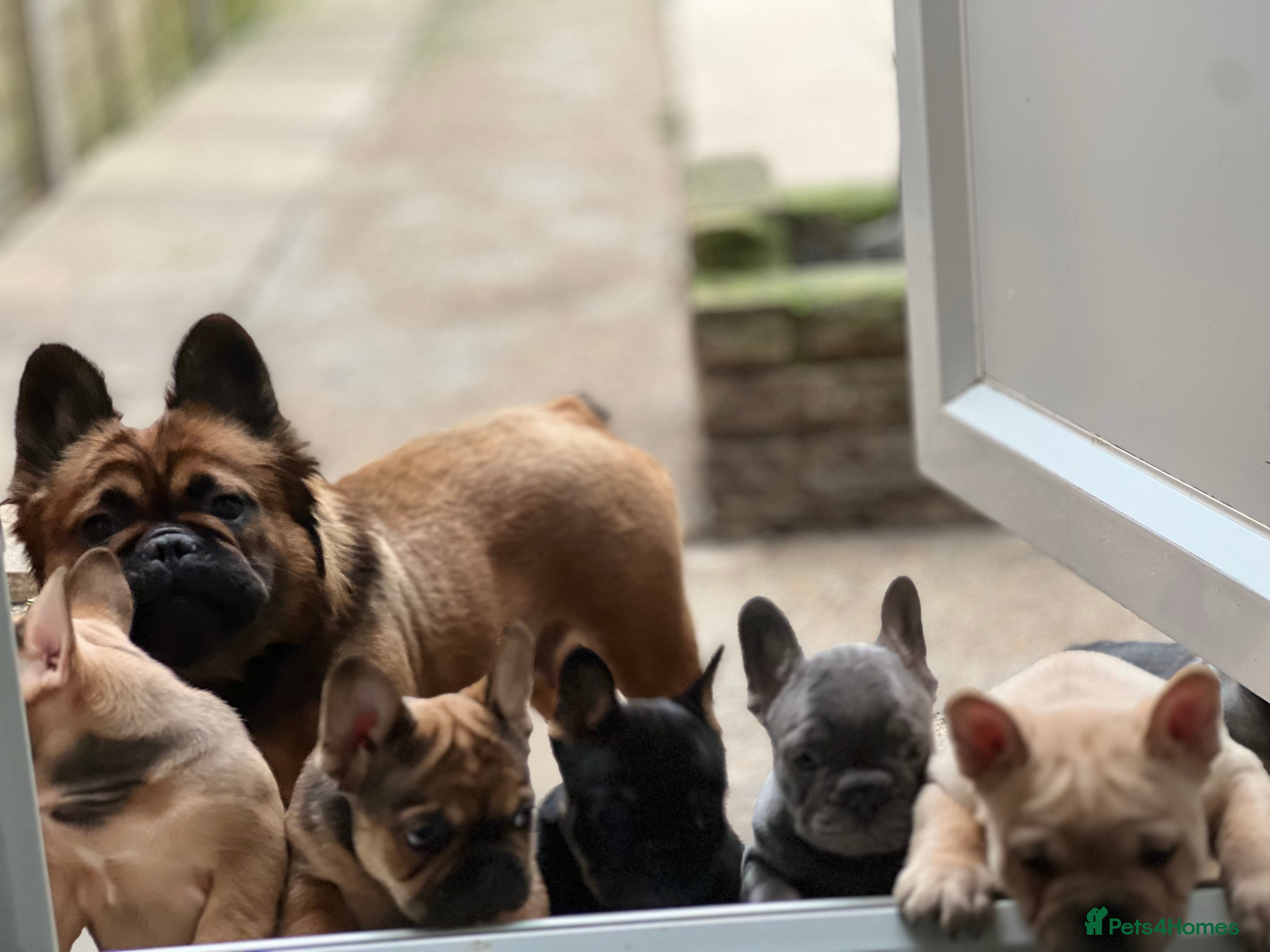 French Bulldog dogs Frenchies fluffy  in Hounslow - Advert 6