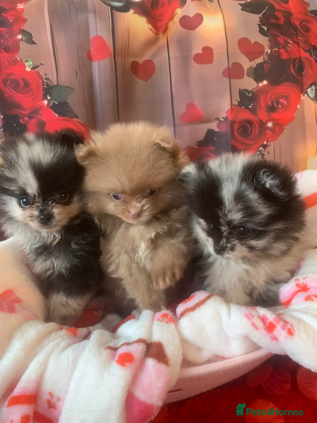 Pomeranian dogs for sale: UNIQUE BEAR FACE POMERANIAN LITTER - Advert 3