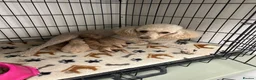 Cockapoo dogs for sale: Beautiful litter of golden cockapoos  in Pudsey - Advert 3