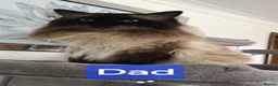 Ragdoll cats for sale: Gorgeous fluffy seal point and mink ragdolls   - Advert 2