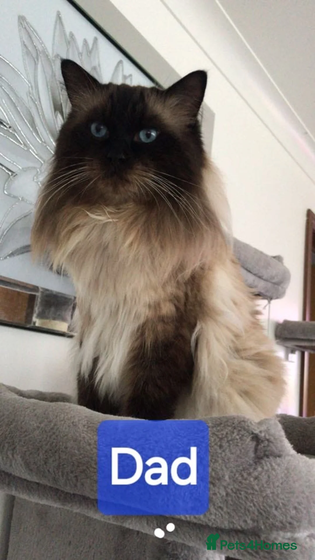 Ragdoll cats for sale: Gorgeous fluffy seal point and mink ragdolls   - Advert 2