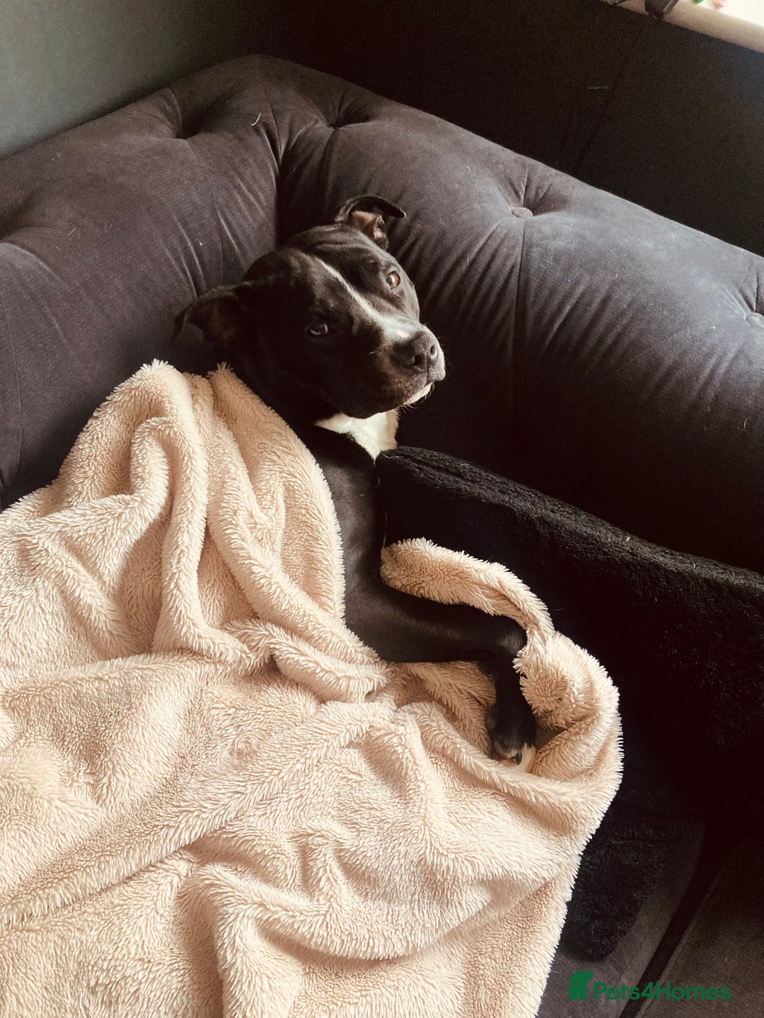 Mixed Breed dogs for sale: Loving 2.5-Year-Old Male Staffie - Advert 3